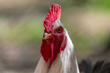 Portrait serré d'un coq © PPJ