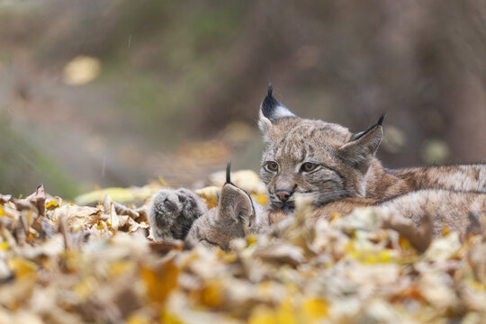 Luchs im Herbstlaub