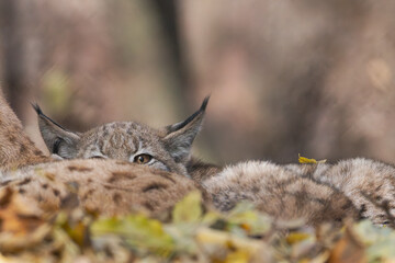Naklejka premium Luchs im Herbstlaub