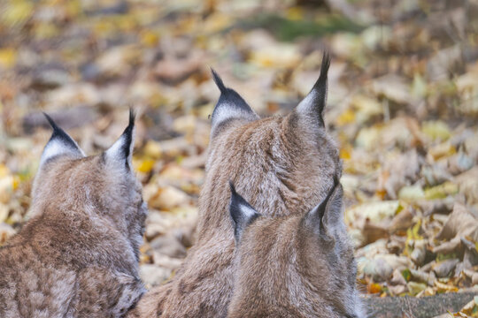 Luchs im Herbstlaub