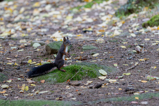 Eichh&ouml;rnchen beim Nestbau