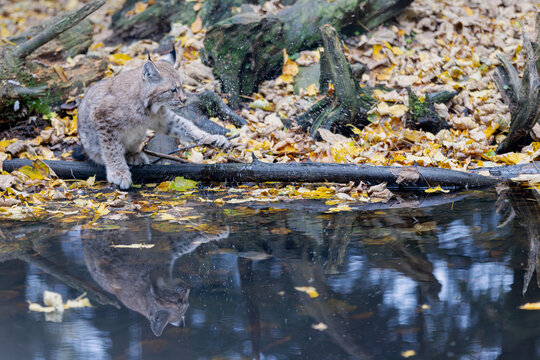 Luchs im Herbstlaub