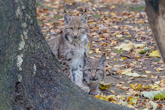 Luchs im Herbstlaub