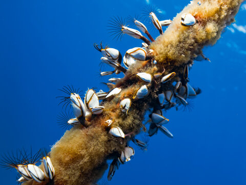 Gooseneck barnacles from Cyprus