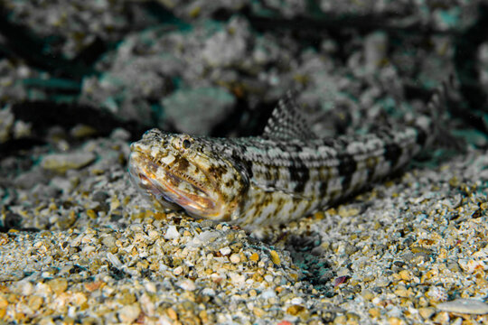 Lizard fish from the Mediterranean Sea
