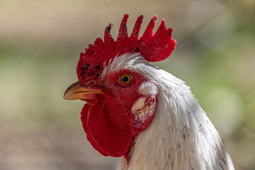 Portrait serré d'un coq © PPJ