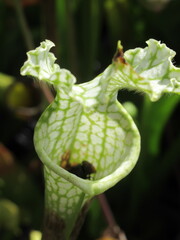 Zbliżenie na kaptury rośliny z gatunku sarracenia leucophylla © Kumulugma