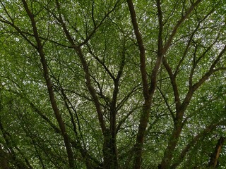 Fototapeta premium Low angle view of lush green tree branches with dense leaves and natural sunlight