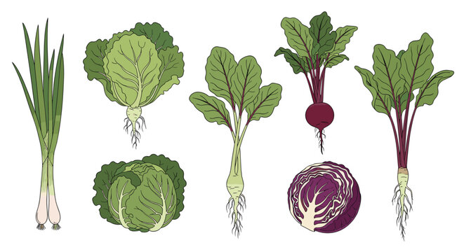 Hand drawn illustration of various healthy green and purple vegetables including cabbage, beets, and spring onions with roots.