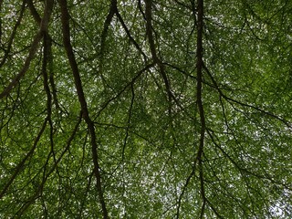Fototapeta premium Low angle view of lush green tree branches with dense leaves and natural sunlight
