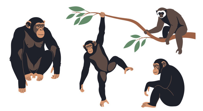 Set of different primate species including chimpanzees and a gibbon in various natural poses like sitting and swinging on branches.