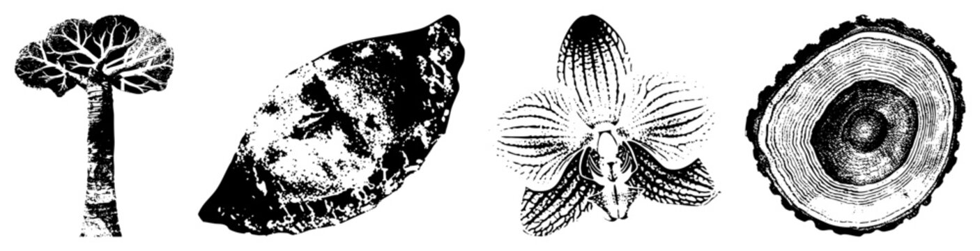 Black & white botanical vector art baobab, textured leaf, orchid, tree ring nature study, scientific illustration, plant anatomy, educational design.