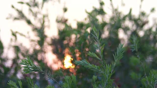 Close-up shot of green plant leaves gently moving with soft sunlight in the background during golden hour. Beautiful bokeh and shallow depth of field create a calm and relaxing natural atmosphere. Ide