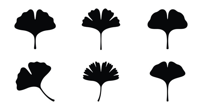Ginkgo biloba leaf silhouettes, set of 6 black botanical vector icons, minimalist Japanese maidenhair tree foliage elements for logo design