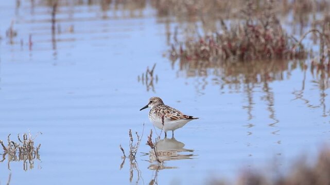 4K Video of Little Stints (Calidris minuta) foraging in shallow waters of Akrotiri Salt Lake, Cyprus. Small migratory waders feeding in wetland habitat.