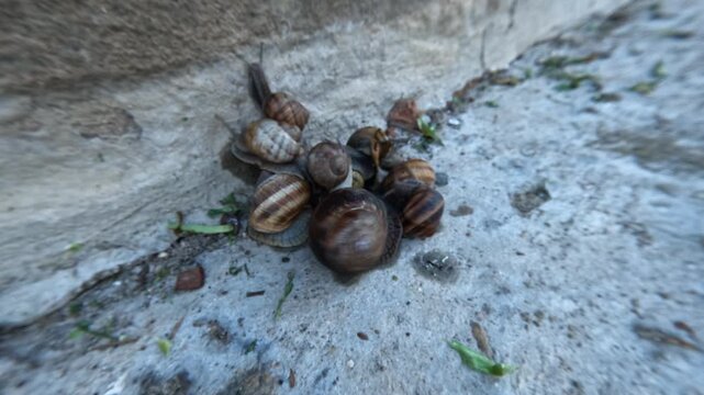Close-up timelapse of garden snails clustered together on a concrete surface, showing slow movement and textured shells in natural outdoor light. 2026