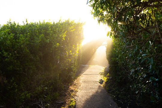 afternoon light streaming through trees on nature path, Hermanus, South Africa