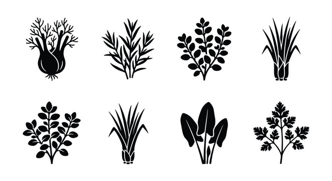 Minimalist culinary herbs black silhouette icons, set of 8 organic plant vector elements, botanical garden herb illustrations for kitchen and food packaging