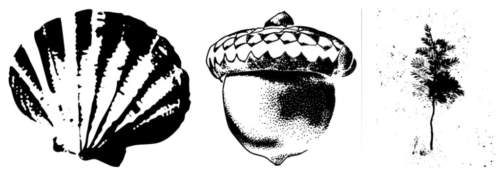 , acorn, and sapling illustrated as vector, natural motifs, botanical elements, design, isolated symbols.