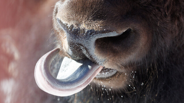 A buffalo's tongue is hanging out of its mouth