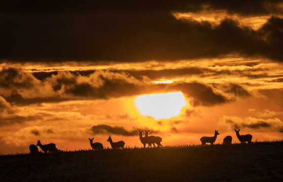 Rehe stehen in der aufgehenden Wintersonne auf einem Feld