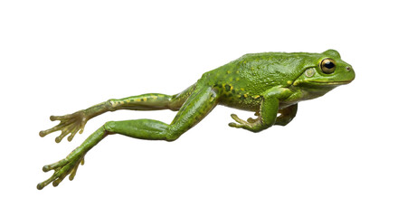 Obraz premium Vibrant Green Tree Frog PNG Cutout: Isolate the Detailed Amphibian on a Transparent Background for Design and Illustration Projects - High-Resolution