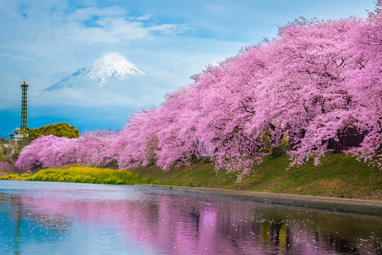 Beautiful blooming cherry blossoms or Sakura with Mount Fuji in the background and a Urui river in the foreground is a popular tourist spot in Fuji City, Shizuoka Japan.
