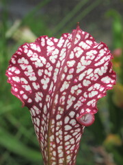 Zbliżenie na rośliny z gatunku sarracenia leucophylla © Kumulugma