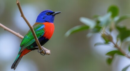 Naklejka premium A strikingly colorful passerine bird with vivid blue, red, and green plumage perched serenely on a