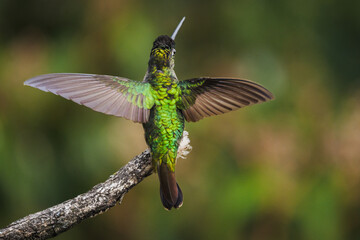 Kolibri sitzt auf Ast, Costa Rica © Çağdaş
