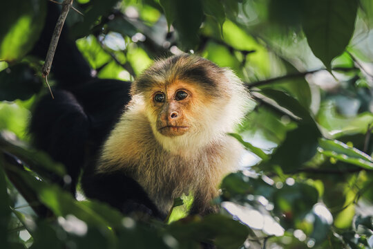 Affe sitzt auf Ast in Costa Rica