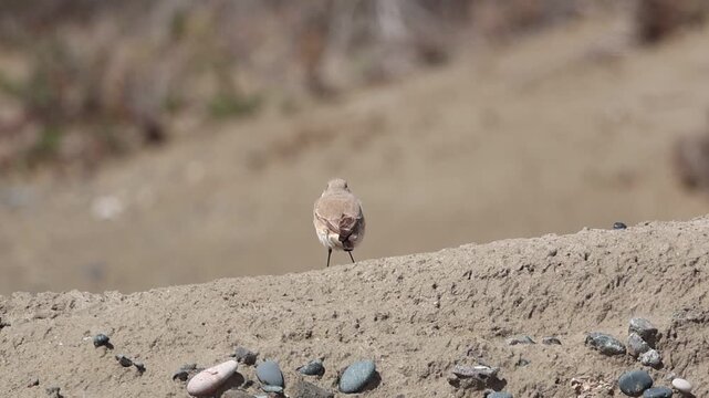 Isabelline Wheatear (Oenanthe isabellina) perched on a sand dune at Akrotiri Salt Lake, Cyprus. Small songbird in its natural arid habitat.