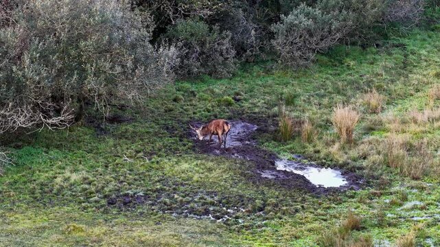 Red deer stags and hinds wallowing in the mud during the rut in County Donegal, Ireland