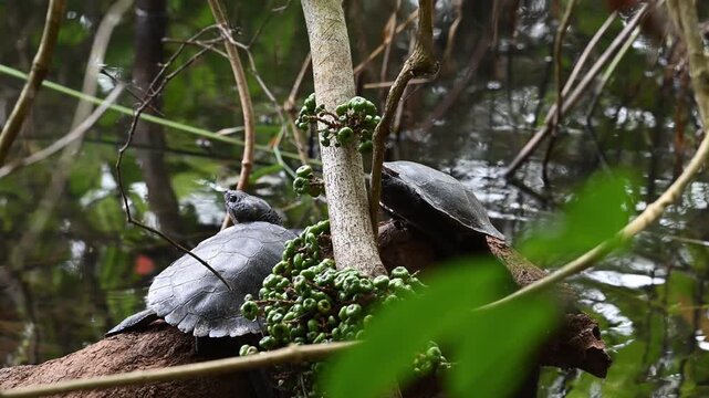 saw shelled turtle, Myuchelys latisternum, in Eacham lake in the crater lakes national park of Queensland, a popular travel destination, Australia.
