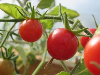Zbliżenie na pomidorki cherry © Kumulugma