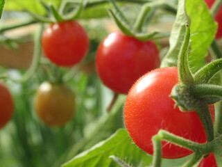 Zbliżenie na pomidorki cherry © Kumulugma