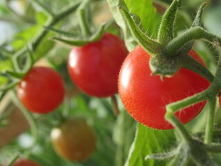 Zbliżenie na pomidorki cherry © Kumulugma