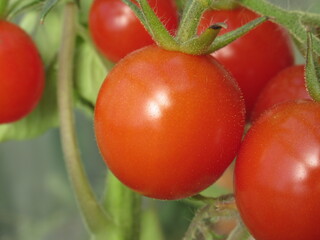 Zbliżenie na pomidorki cherry © Kumulugma