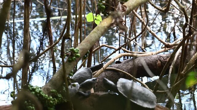 saw shelled turtle, Myuchelys latisternum, in Eacham lake in the crater lakes national park of Queensland, a popular travel destination, Australia.