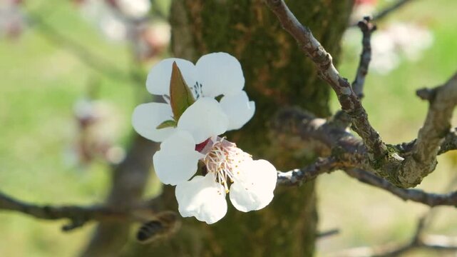 Slow motion macro of a honey bee pollinating a white apricot flower