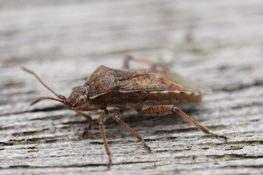Closeup on a small brown Rhopalid bug, Stictopleurus punctatonervosus on a piece of wood