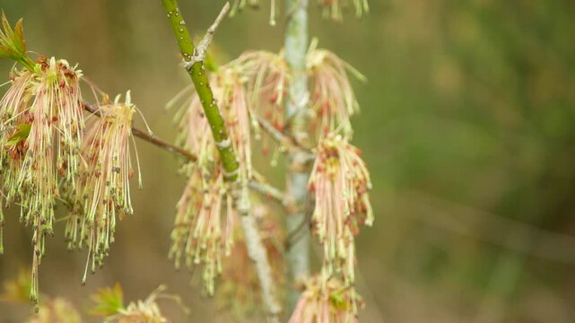 Hanging inflorescences box elder boxelder maple tree acer negundo earrings wind pollinated dangling blooming male flowering bear clusters of pollen fresh manitoba ash-leaved red river deciduous spring