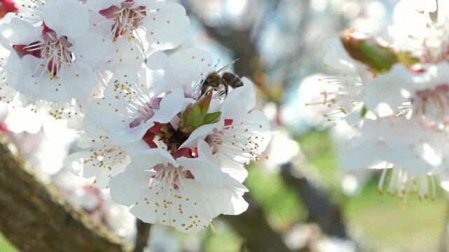 Slow motion macro of a honey bee pollinating a white apricot flower