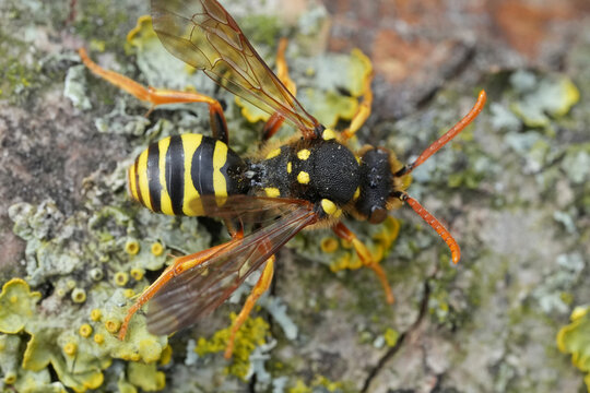Dorsal closeup on a red-eyed female Goodens nomad bee, Nomada goodeniana , a parasite on Andrena nitida mining bee