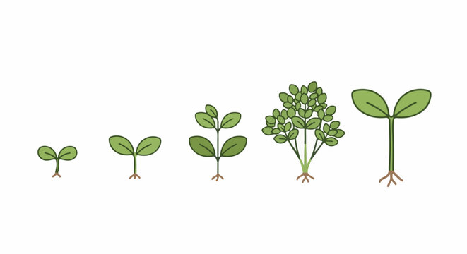 A series of five illustrated plant seedlings in various growth stages