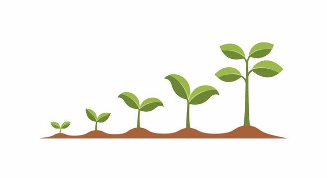 Progressive growth of plants from seedlings to mature specimens