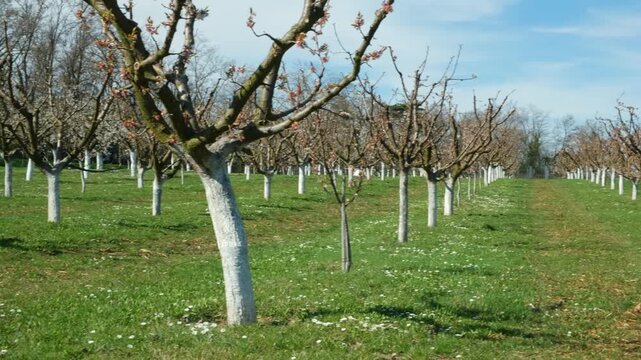 Grassy farm orchard with whitewashed tree bases for protection