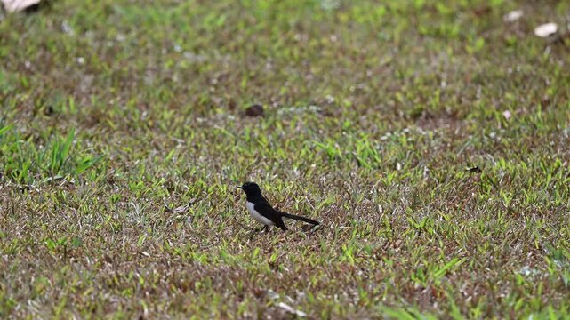 willie wagtail, Rhipidura leucophrys, a small black and white bird hopping over the ground of the Atherton tablelands, Queensland, Australia.