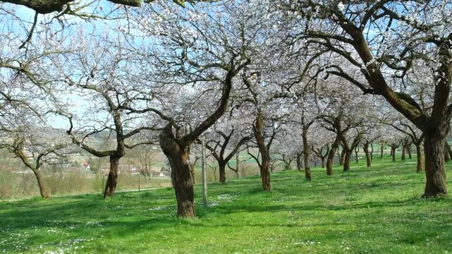 Beautiful apricot orchard in bloom slow motion