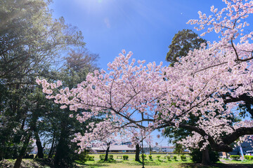 Naklejka premium 桜 仙台木ノ下公園 薬師堂 